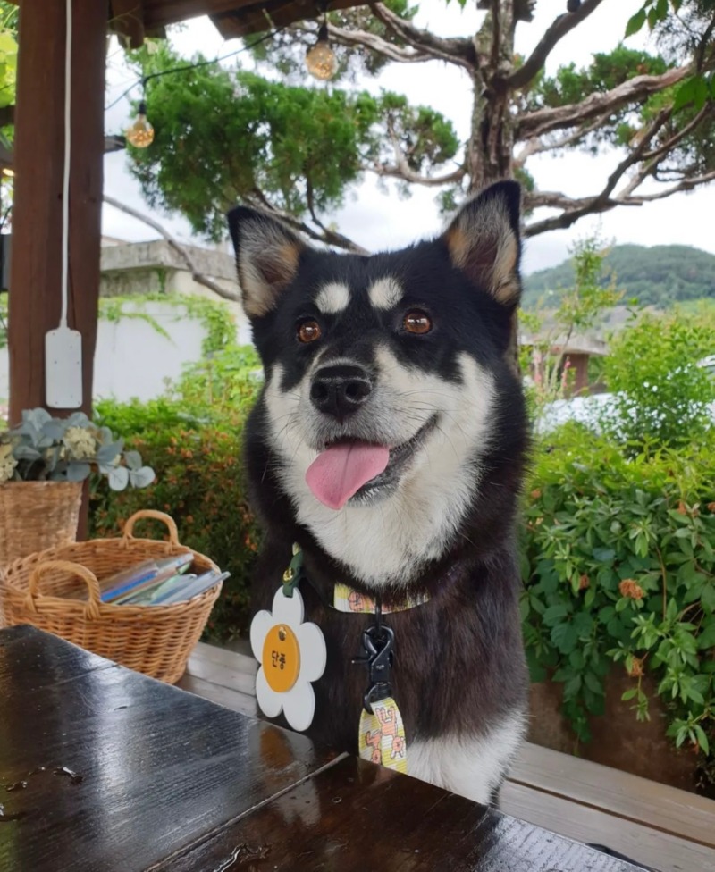 애견동반 1919봄 카페에 다녀왔어요!