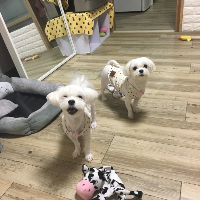 너무 이쁜 우리 아이들이랑 한주 동안 생활 공유 뚜뚱!!