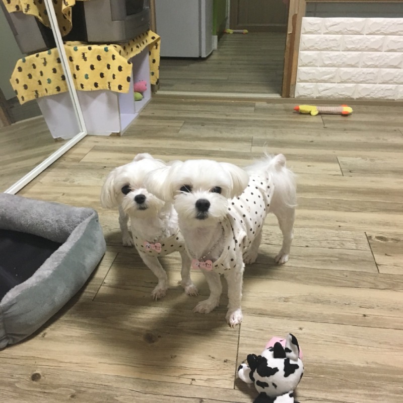 너무 이쁜 우리 아이들이랑 한주 동안 생활 공유 뚜뚱!!