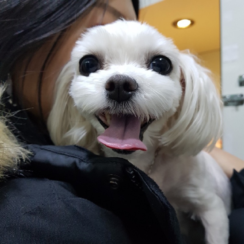 미르동물병원에서 슬개골 수술했었는데 잘되어서 추천합니다!