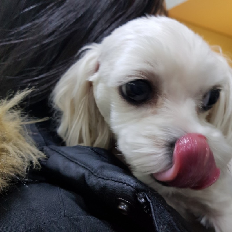 미르동물병원에서 슬개골 수술했었는데 잘되어서 추천합니다!