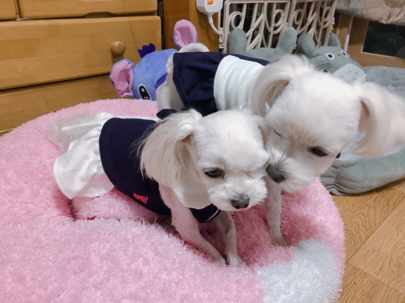 상콤발랄헬로퍼피 페이스북 라이브방송으로도 살 수 있는거 아셨어요??