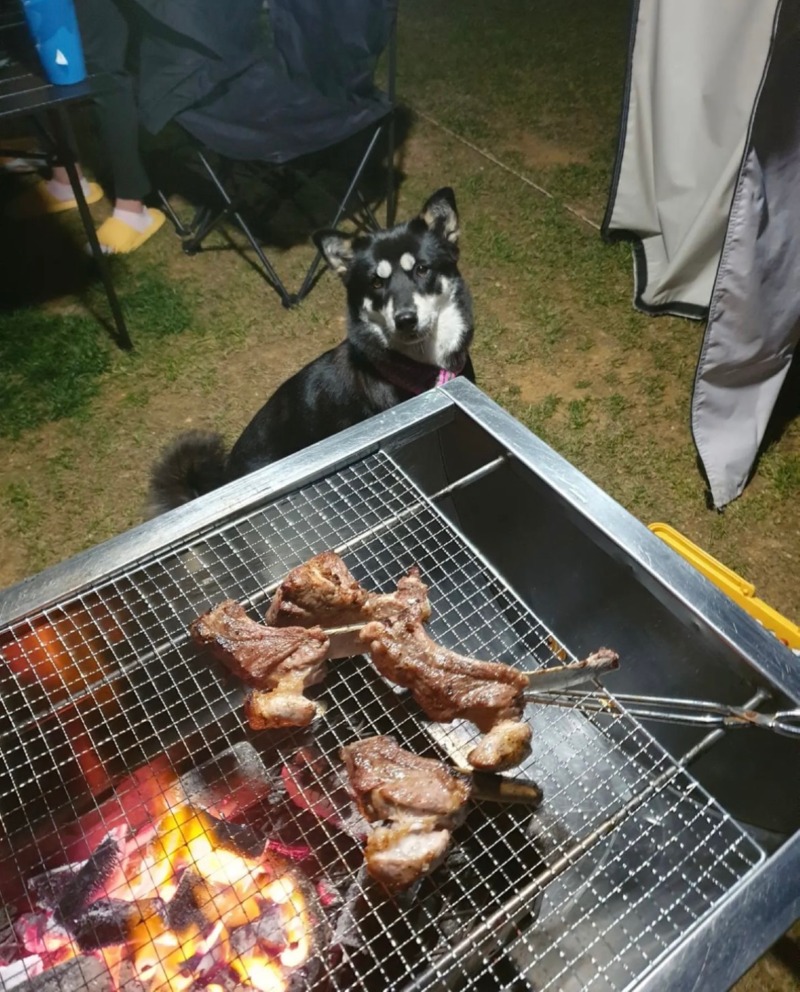 당진에 애견글램핑 다녀왔어용