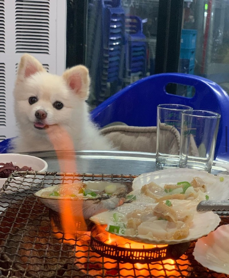 포항에서 조개구이는 무조건 먹어야겠는데 강아지가 있다 그러면.......