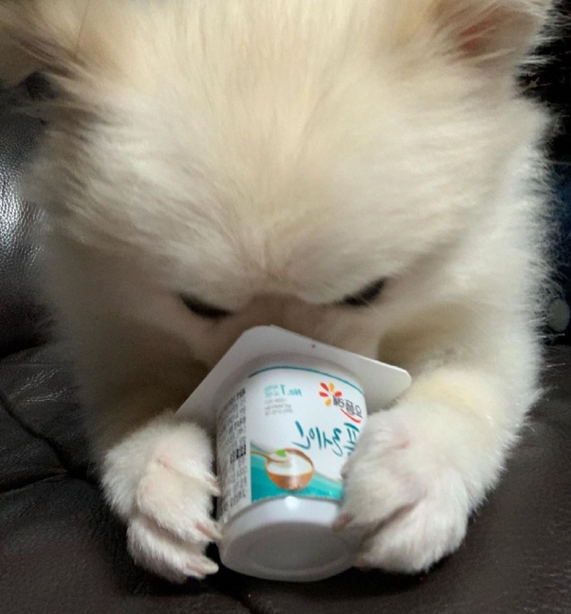 아놔....... 분리수거함 뒤진 강아지가 어떤 강아지여?ㅡㅡ 버럭!