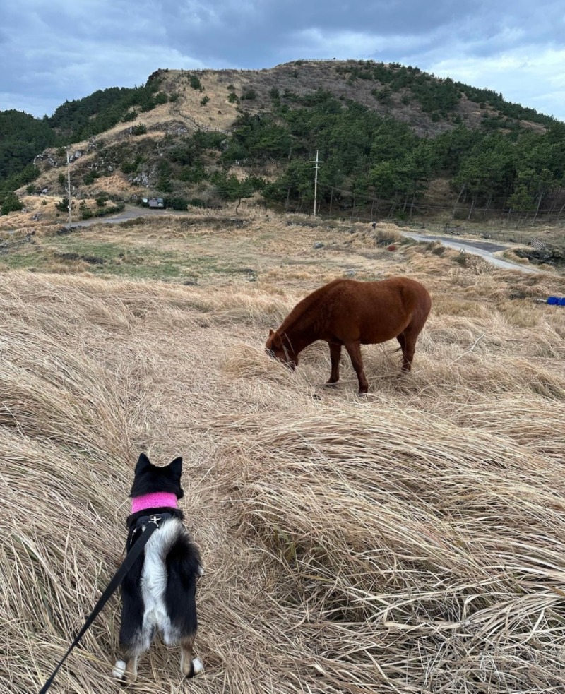 송악산에 놀러왔어요!