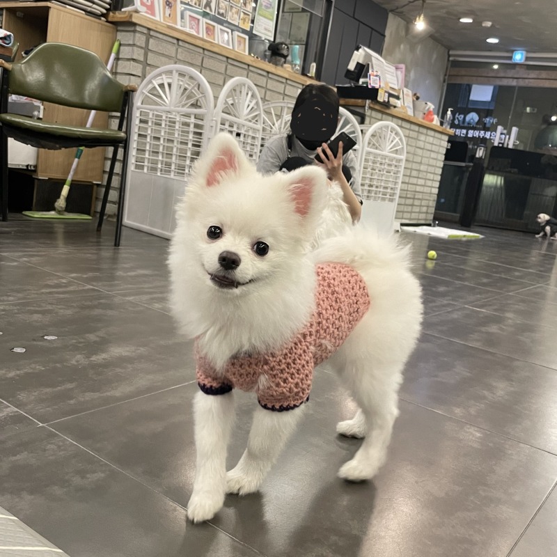 뽀숑이랑 카페멍스 데이뚜 >#<