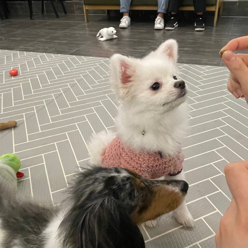 뽀숑이랑 카페멍스 데이뚜 >#<