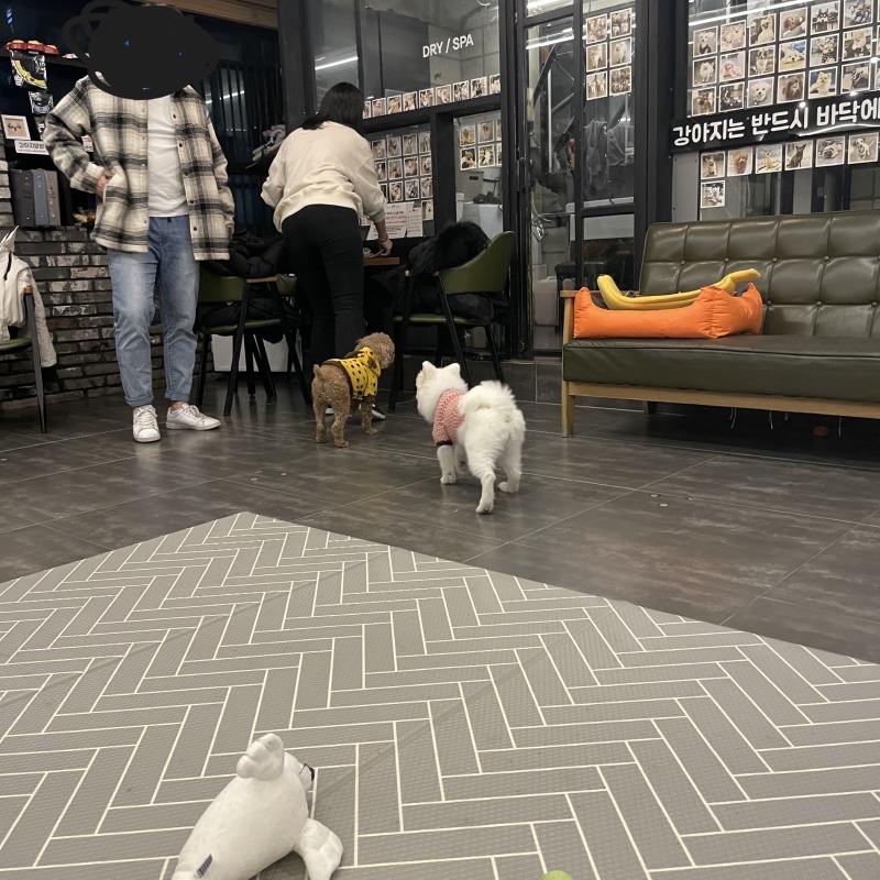 뽀숑이랑 카페멍스 데이뚜 >#<