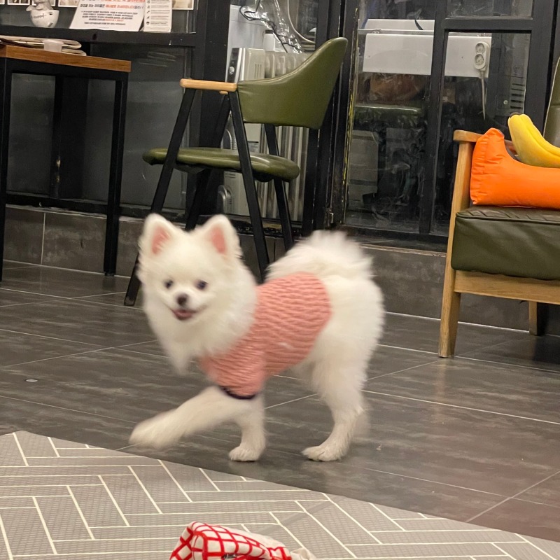 뽀숑이랑 카페멍스 데이뚜 >#<
