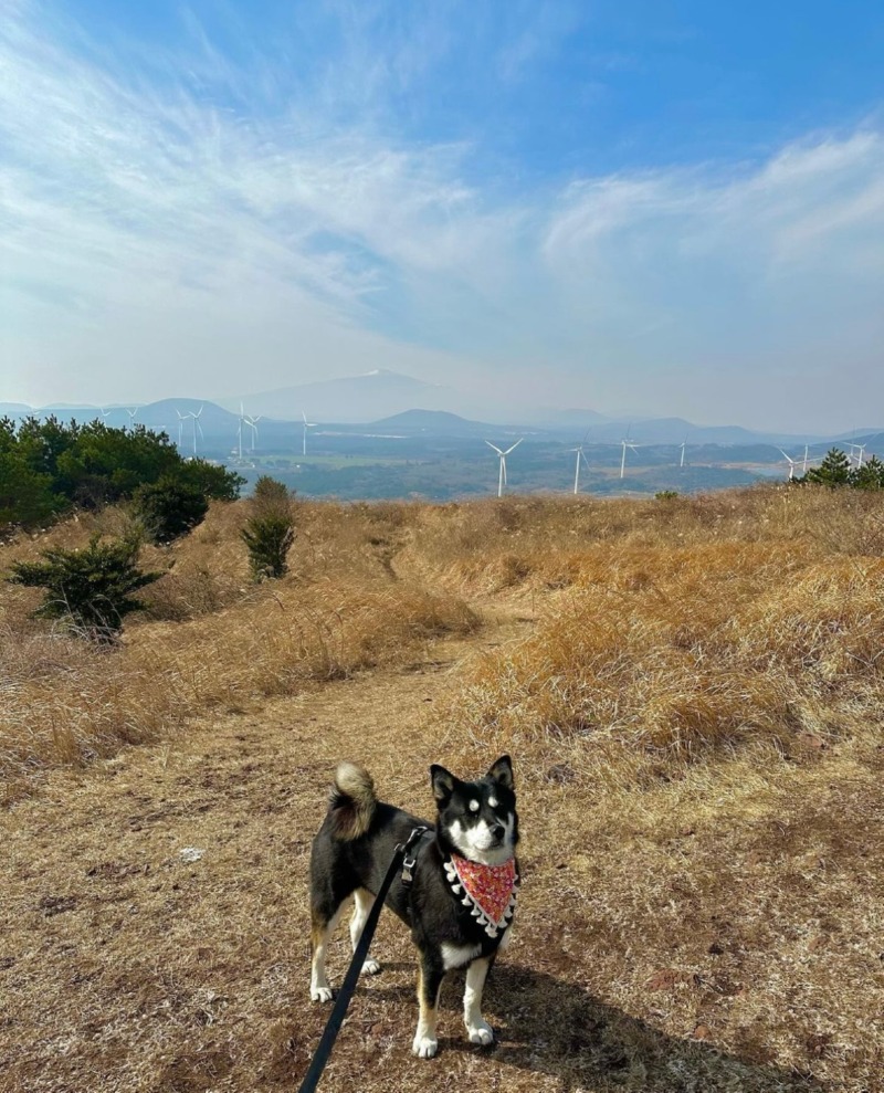 단풍이와 따리비오름다녀왔어요 