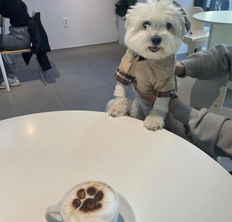 윌크카페 다녀와찌러엉 >U<