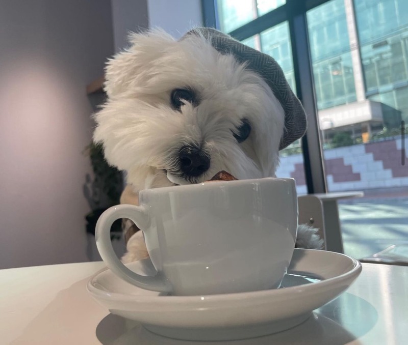 윌크카페 다녀와찌러엉 >U<