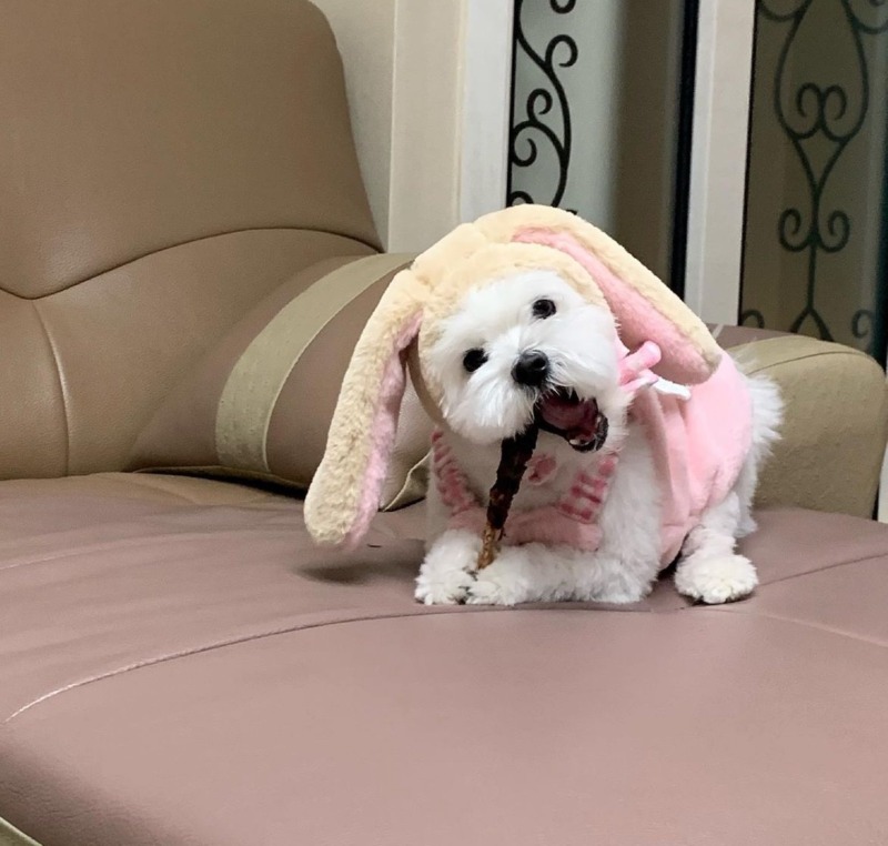 수성구주민들 잇츠폴댕 애견수제간식, 용품편집샵 들려보세욥 :)