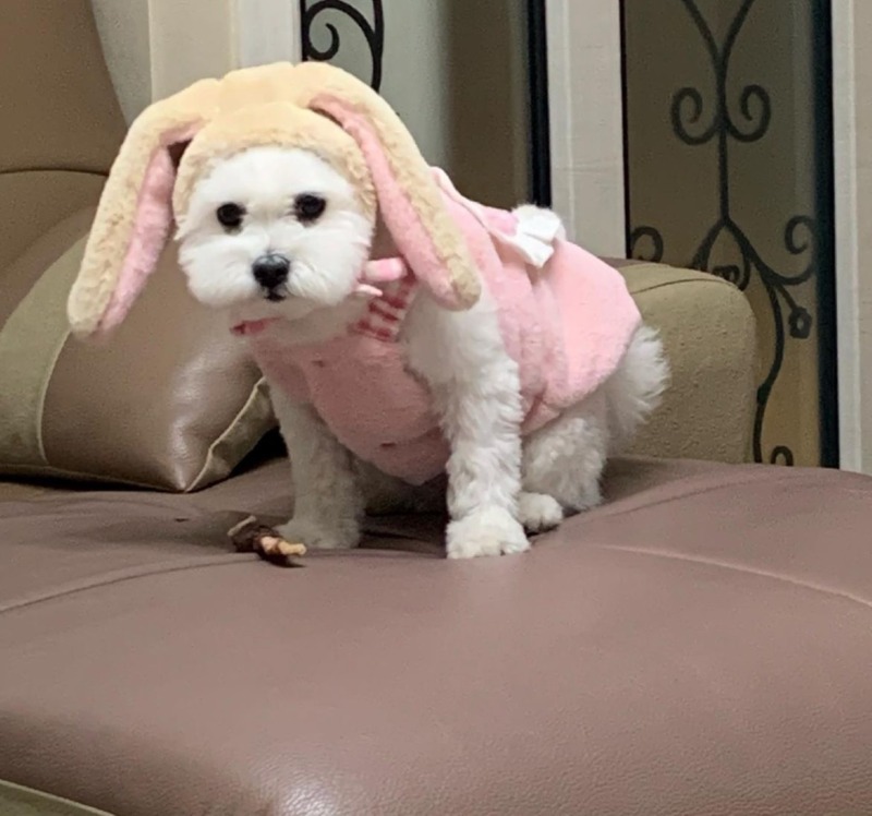 수성구주민들 잇츠폴댕 애견수제간식, 용품편집샵 들려보세욥 :)