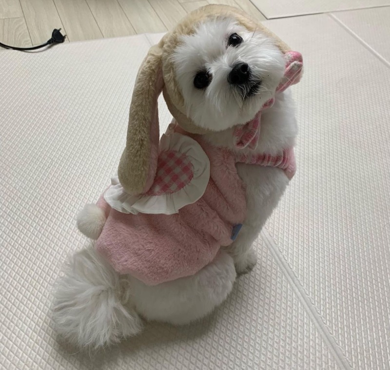 수성구주민들 잇츠폴댕 애견수제간식, 용품편집샵 들려보세욥 :)