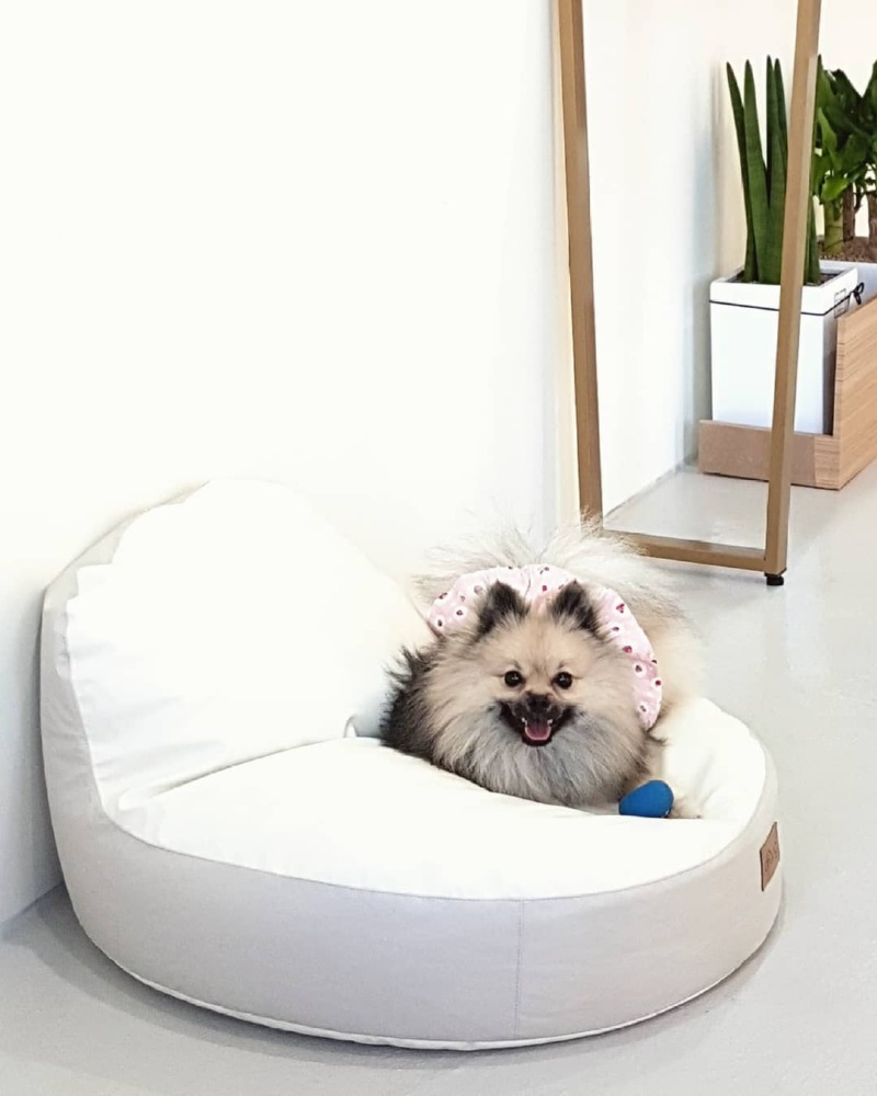 개더링 애견카페 다녀와보실텐가!