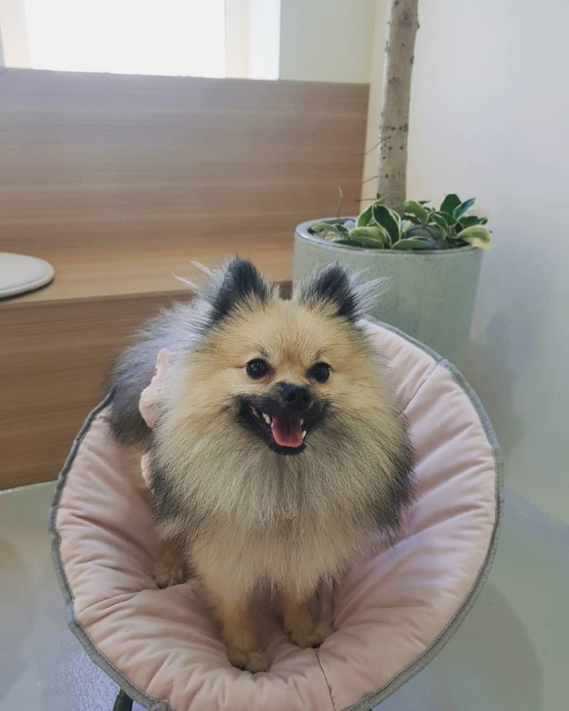 개더링 애견카페 다녀와보실텐가!
