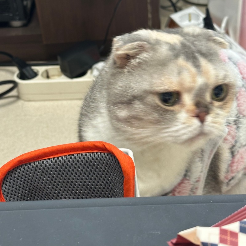 집사 냄새 맡기