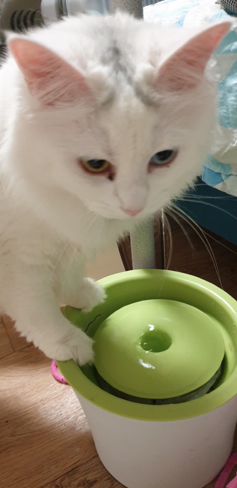 물이없오 냥,나두 줘 냥