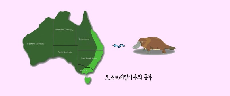 독보적인 외모 오리너구리