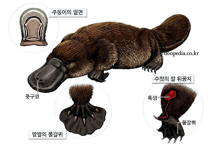 독보적인 외모 오리너구리