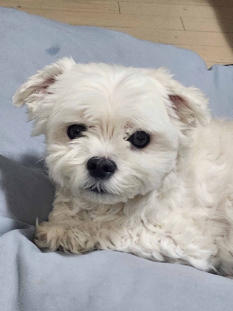 울 댕댕이