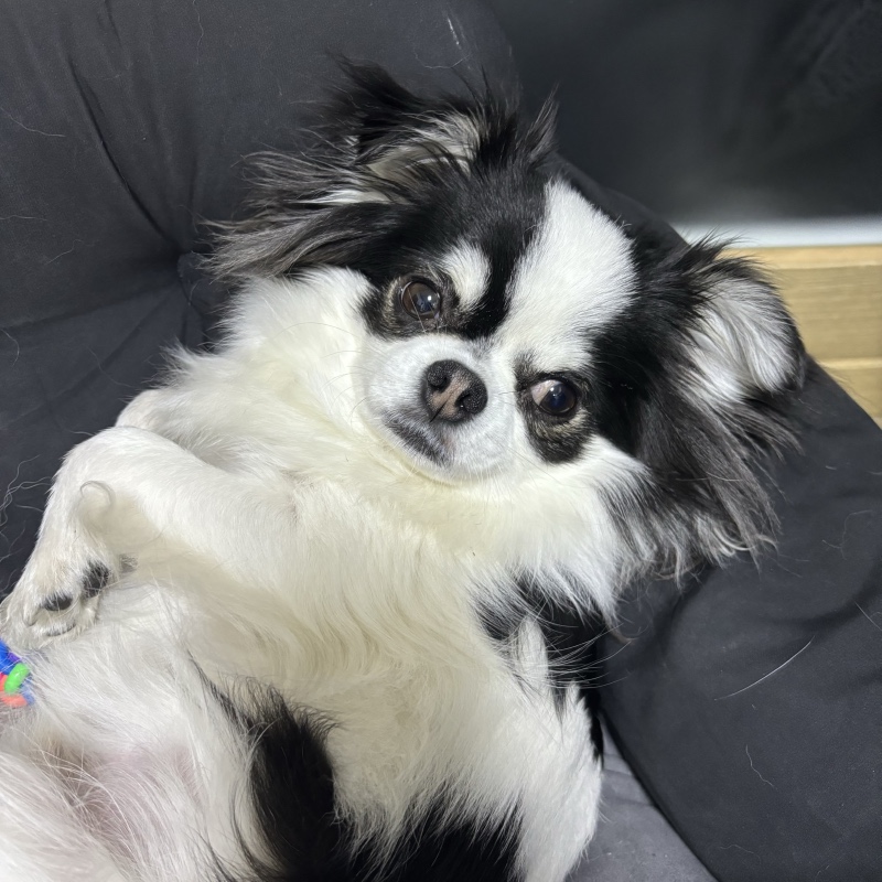 연두