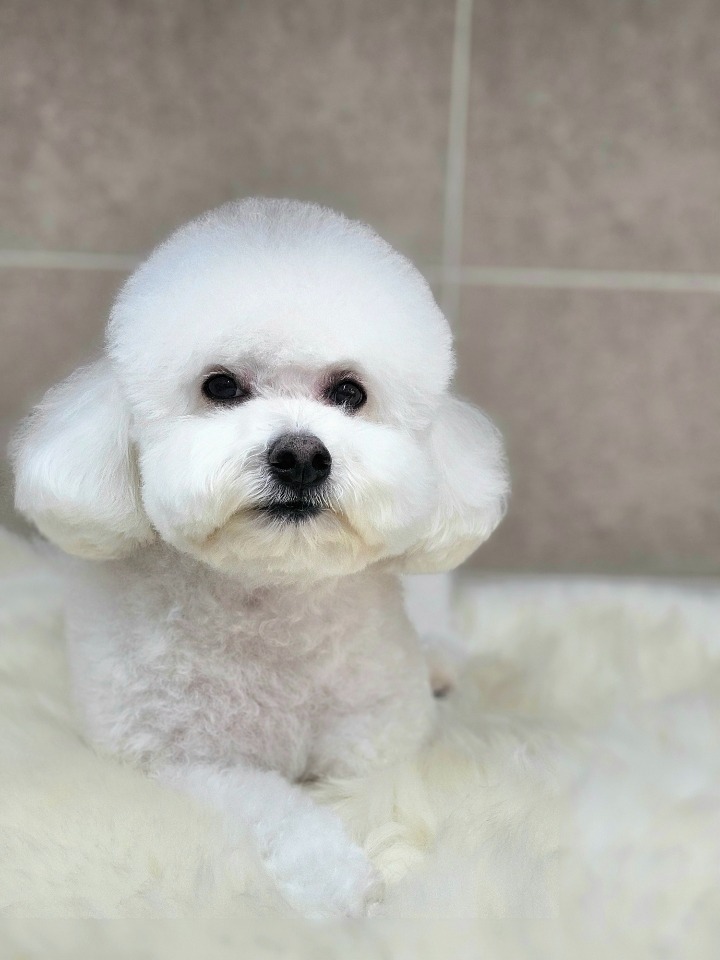 미용만 하면 이쁘지요