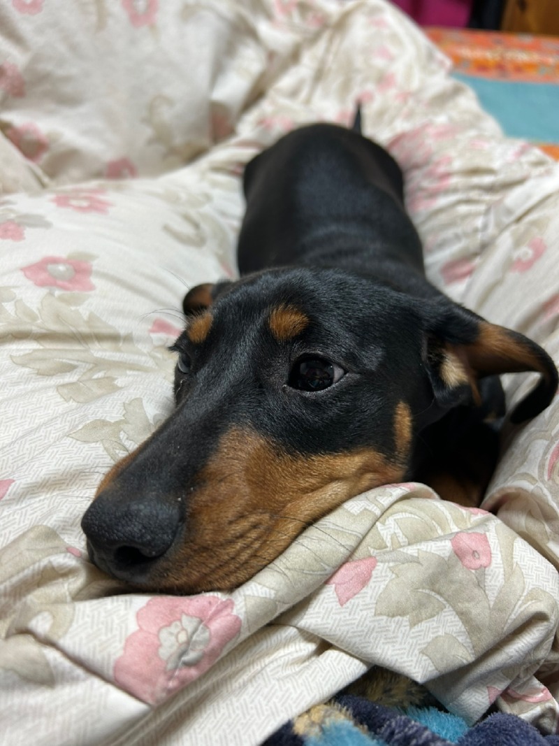 깃털이 코에 박혀버린 강아쥐
