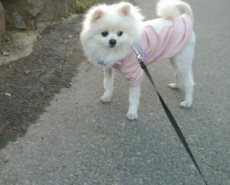 포메는 못말려