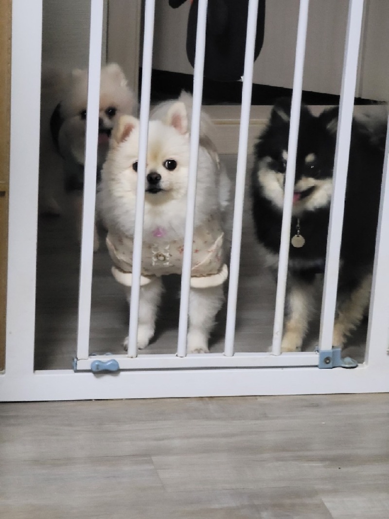포메는 못말려