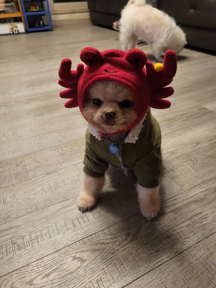 뽀미랑 인생네컷!