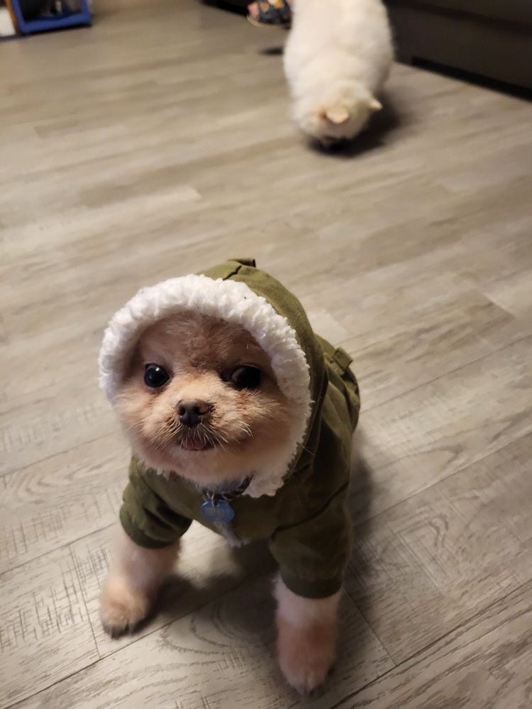 뽀미랑 인생네컷!