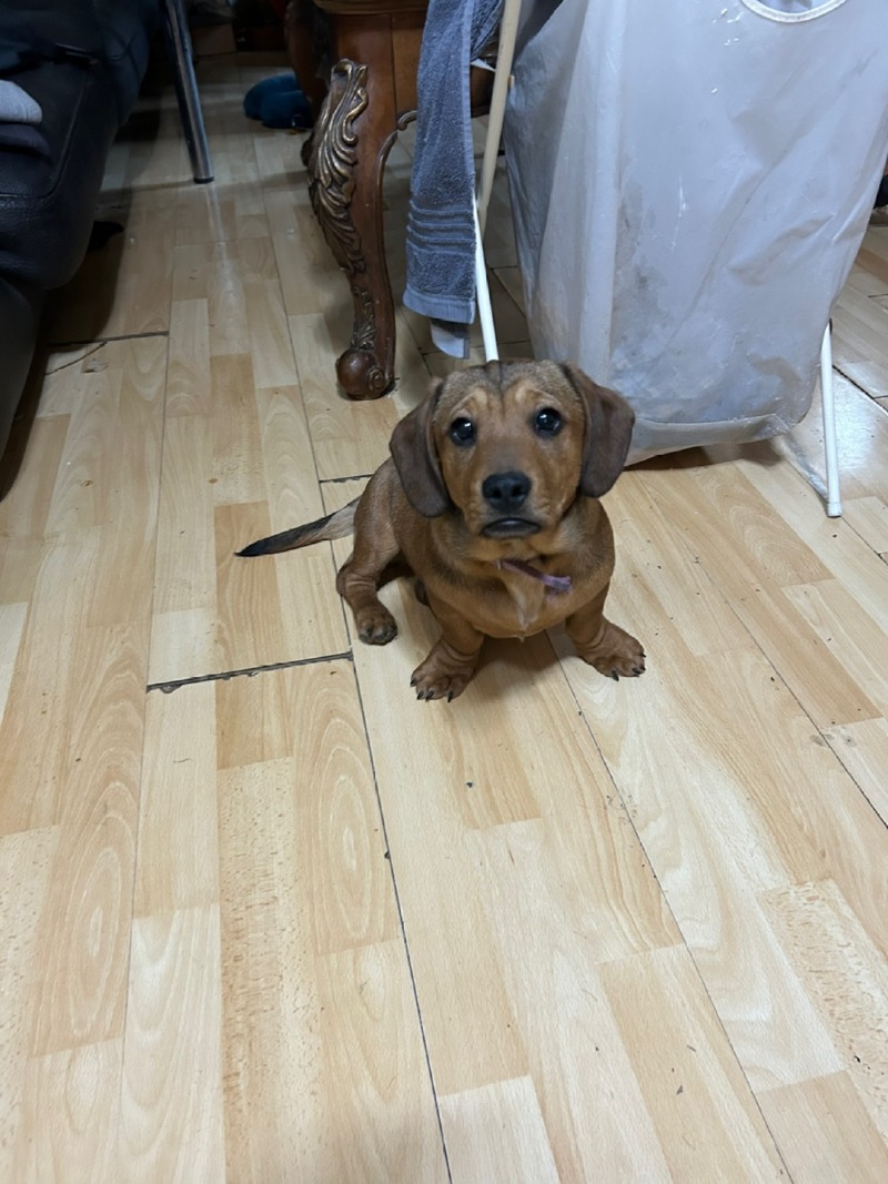 억울하게 생긴 강아지