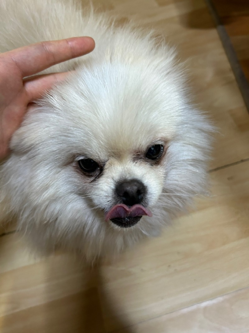 안녕하세오 저는 혓바닥이 자유자재에유