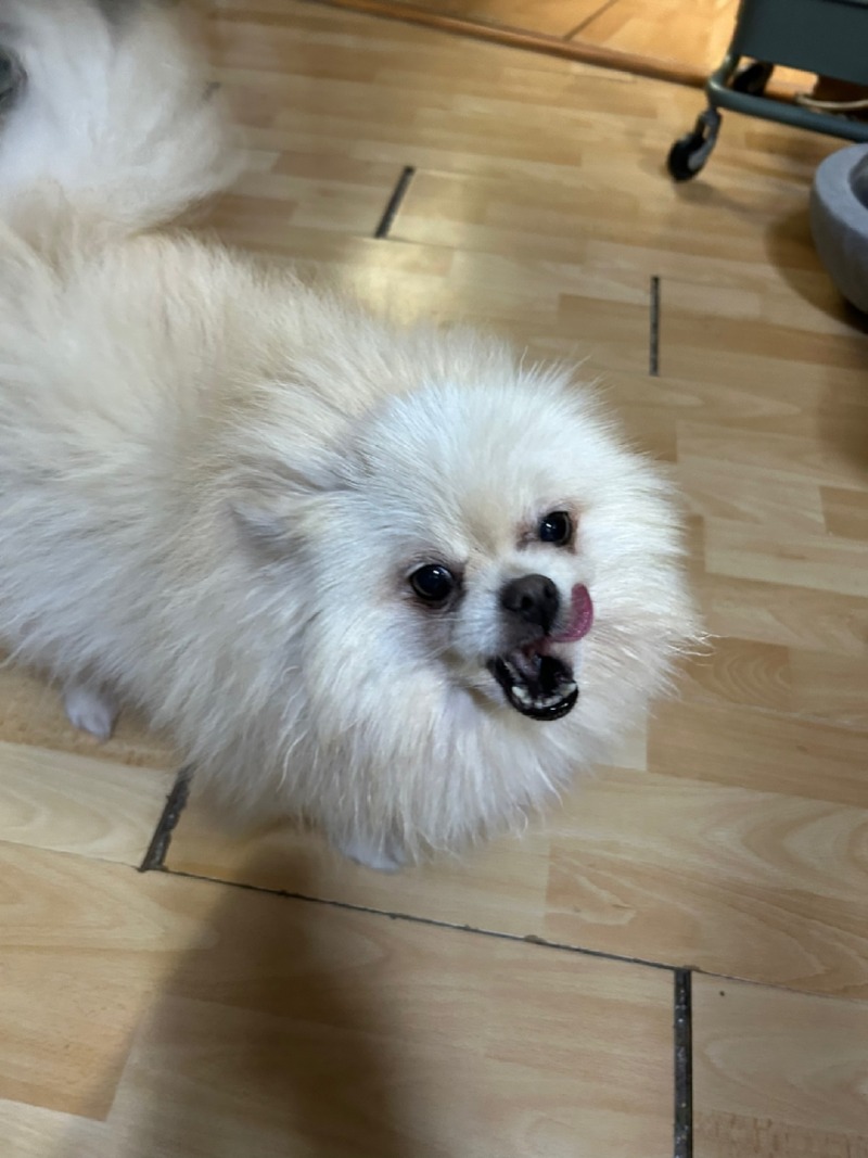 안녕하세오 저는 혓바닥이 자유자재에유