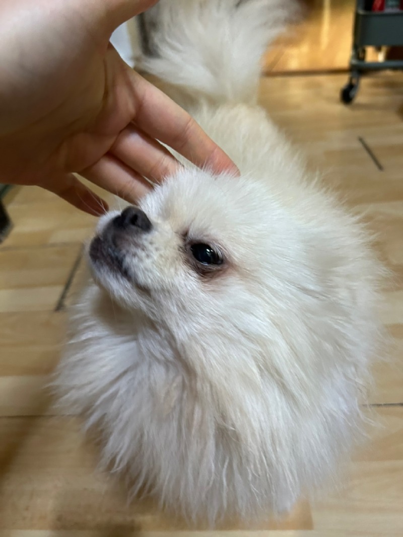 안녕하세오 저는 혓바닥이 자유자재에유