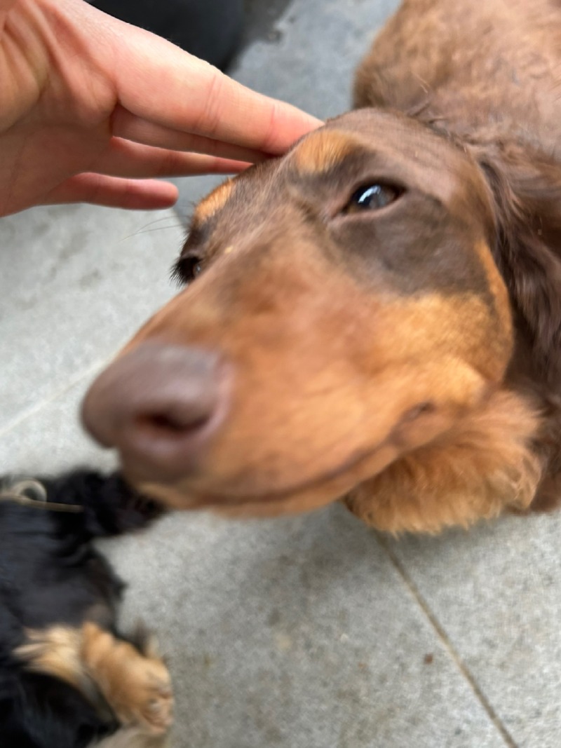 행복한 갈색눈 강아지