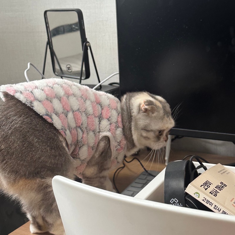 집에 있어서 신났어