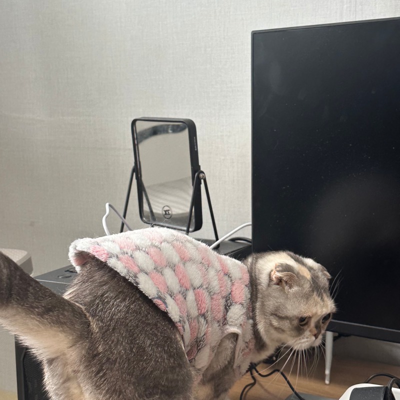 집에 있어서 신났어