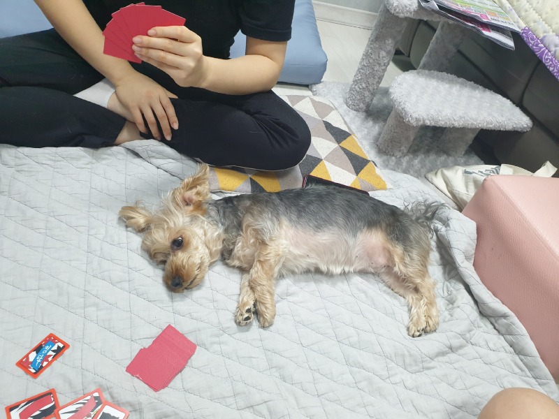 고스톱구경하는 강아지