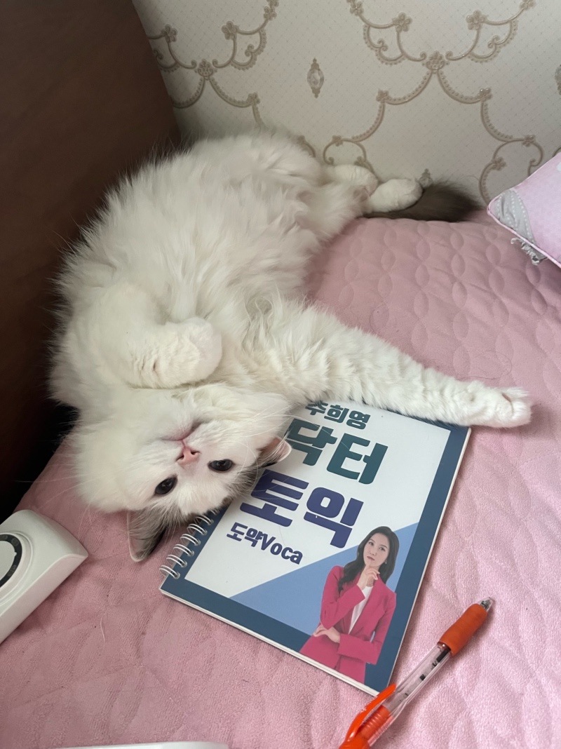 공부하지마라냥