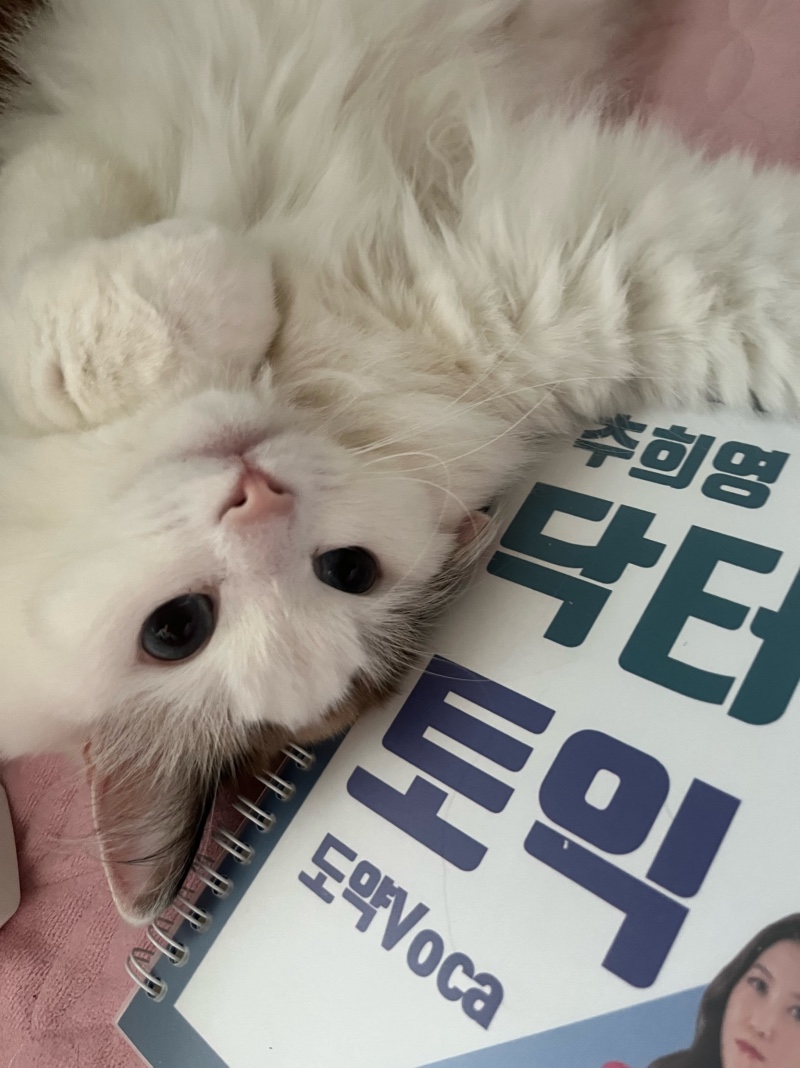 공부하지마라냥