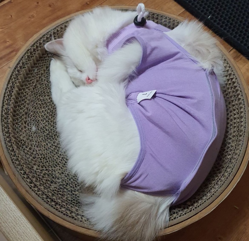 성서동물병원