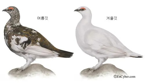 극지방의 동물들 ) 북극 - 2