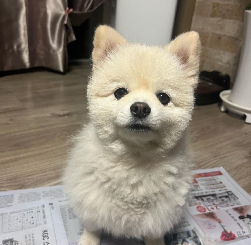 셀프 미용 다들 잘 하시나요???
