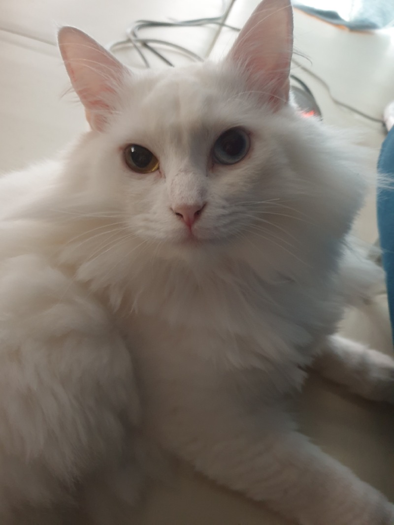 불렀냥?ㅎㅎ