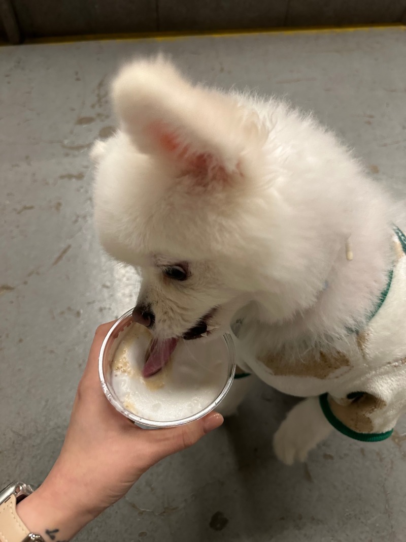 컴페니언 다녀와봐쓔?