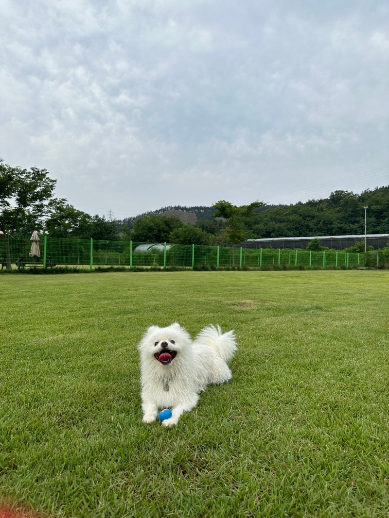 그래 미친듯이 놀고 들어가자... 집에 들어가면 얌전히 자야해... 